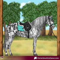 Horse Color:Black  and Black Appaloosa 