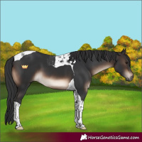 Horse Color:Brown Tobiano 