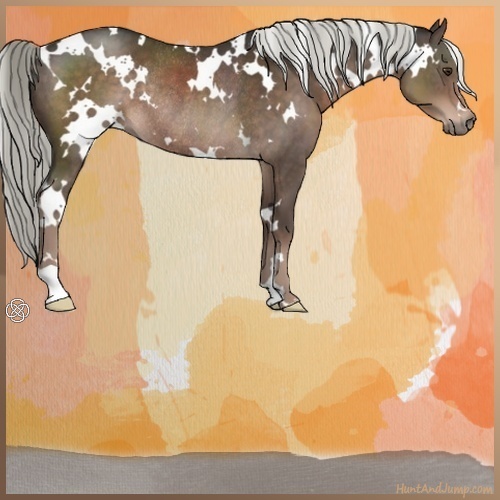 Horse Color:White Spotted Liver Chestnut Mushroom Rabicano 