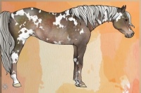 Horse Color:White Spotted Liver Chestnut Mushroom Rabicano 