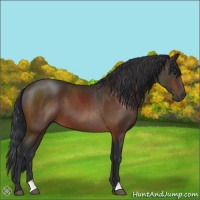 Horse Color:Brown 