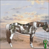 Horse Color:White Spotted Liver Chestnut 