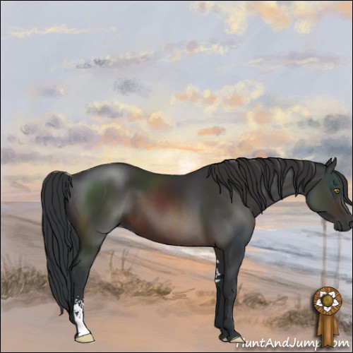 Horse Color:Brown Sabino
