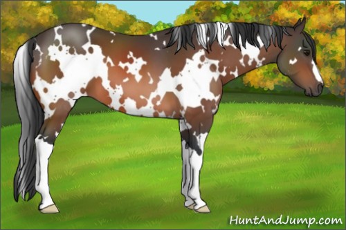 Horse Color:White Spotted Bay 
