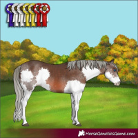 Horse Color:Liver Chestnut Mushroom Splash 