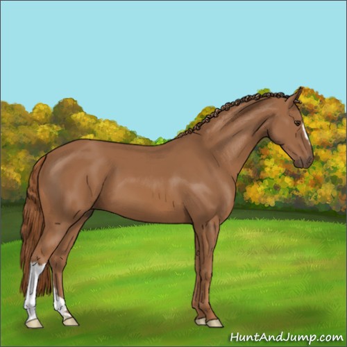 Horse Color:Chestnut 
