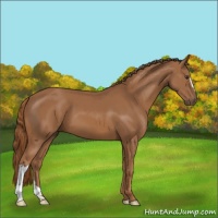 Horse Color:Chestnut 