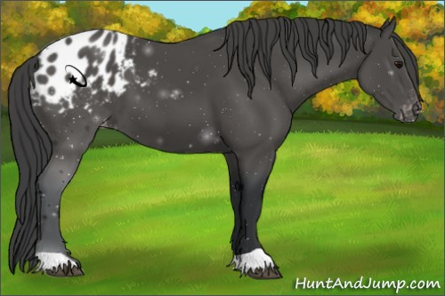 Horse Color:Black Appaloosa 