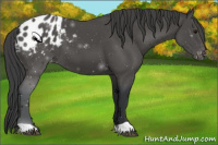 Horse Color:Black Appaloosa 