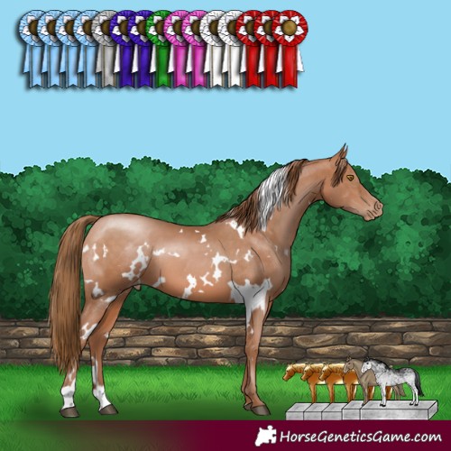 Horse Color:White Spotted Brown Pearl
