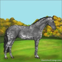 Horse Color:Black Ice 