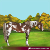 Horse Color:White Spotted Liver Chestnut 