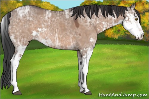 Horse Color:Brown Ice Dun Sabino
