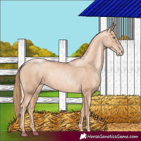 Horse Color:Gold Champagne Pearl Rabicano and Gold Champagne Pearl Rabicano