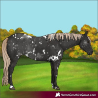 Horse Color:White Spotted Liver Chestnut 