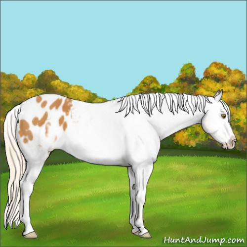 Horse Color:Palomino Frame Appaloosa 