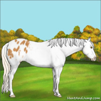Horse Color:Palomino Frame Appaloosa 
