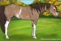 Horse Color:White Spotted Liver Red Dun 