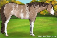 Horse Color:White Spotted Liver Red Dun Rabicano 