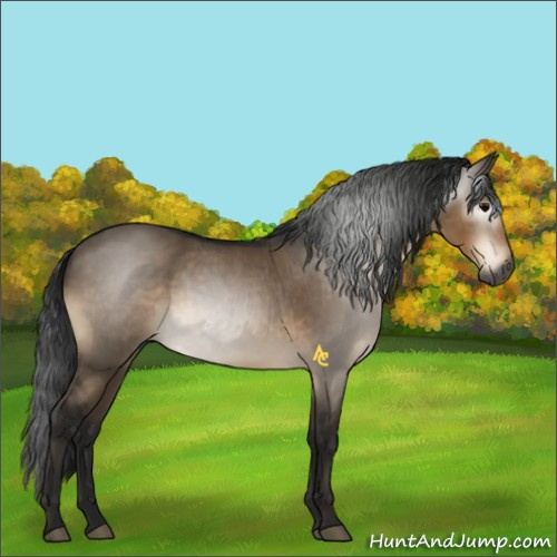 Horse Color:Gray Brown Dun 