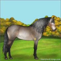 Horse Color:Gray Brown Dun 