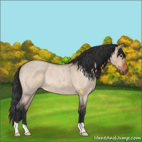 Horse Color:Bay Roan Dun 