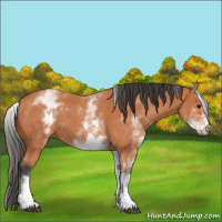Horse Color:White Spotted Bay 