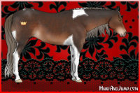 Horse Color:Liver Chestnut Tobiano 