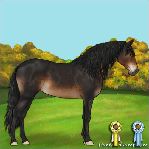Horse Color:Gray Brown Sabino 