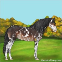 Horse Color:Brown Sabino