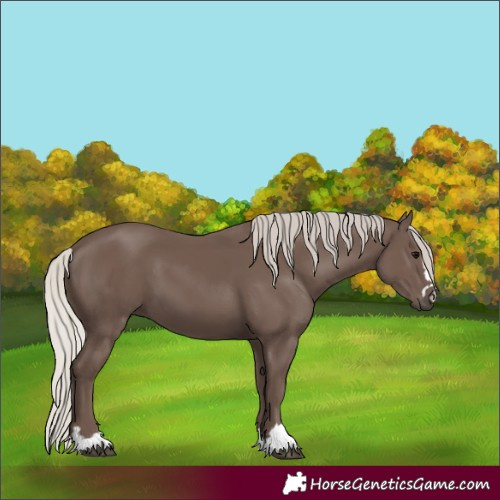 Horse Color:Silver Black 