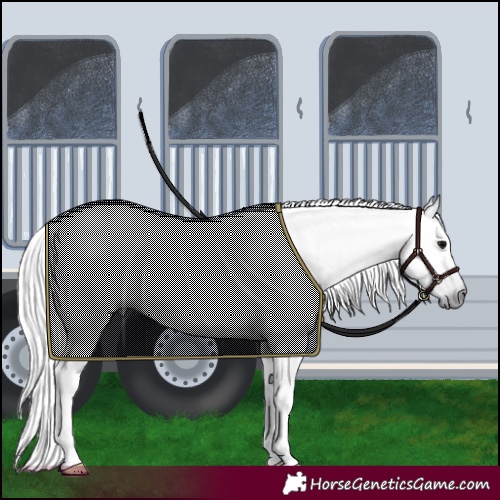 Horse Color:Gray Black Tobiano 