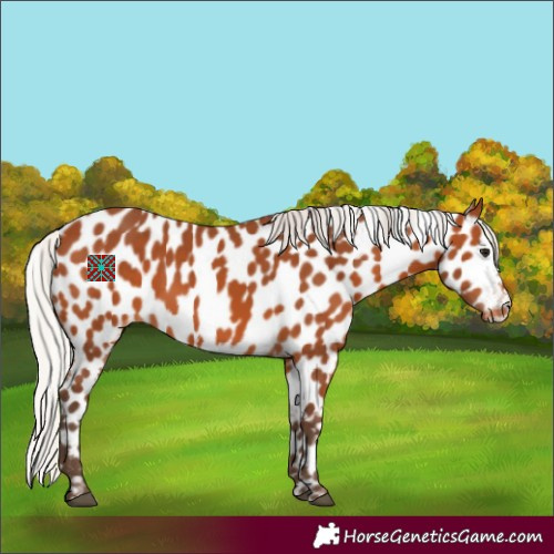 Horse Color:Silver Bay Appaloosa 