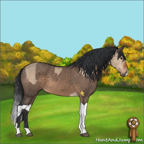 Horse Color:Brown Dun  and Brown Dun Splash 
