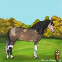 Horse Color:Brown Dun  and Brown Dun Splash 