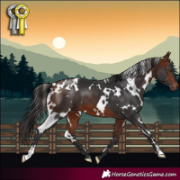 Horse Color:White Spotted Bay 