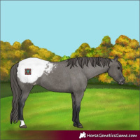 Horse Color:Grullo Snowcap 