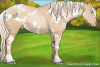 Horse Color:White Spotted Palomino Pearl 