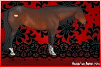 Horse Color:Brown Tobiano 