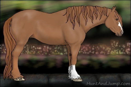 Horse Color:Unknown 