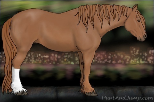 Horse Color:Unknown 