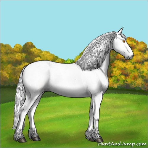 Horse Color:Gray Buckskin Dun Sabino Appaloosa 