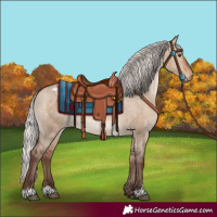 Horse Color:Silver Bay Dun Sabino Appaloosa 