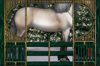 Horse Color:Gray Bay Roan Dun Sabino Appaloosa