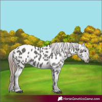 Horse Color:Grullo Near Leopard 