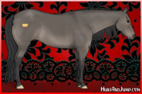 Horse Color:Grullo 