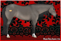 Horse Color:Grullo 