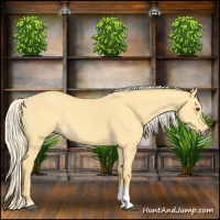 Horse Color:Palomino Dun Tobiano 