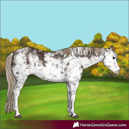 Horse Color:White Spotted Liver Chestnut Sabino