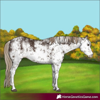 Horse Color:White Spotted Liver Chestnut Sabino